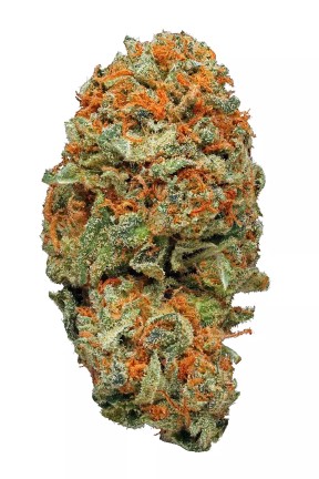 Master Kush