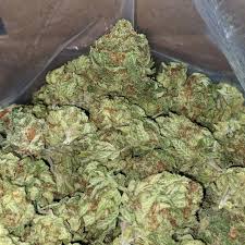 G13 strain G13 strain