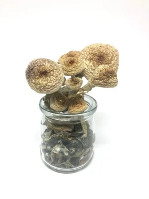 B+ Cubensis Mushrooms B+ Cubensis Mushrooms