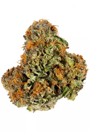 Northern Lights