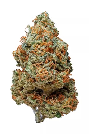 Vanilla Kush Vanilla Kush