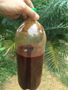 AYAHUASCA TEA FOR SALE – BOTTLED AYAHUASCA TEA FOR SALE – BOTTLED