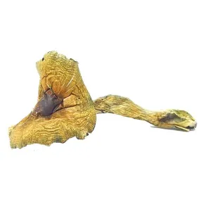 Brazilian Cubensis Magic Mushrooms Brazilian Cubensis Magic Mushrooms
