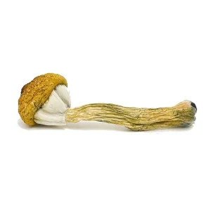 import placeholder for 1812