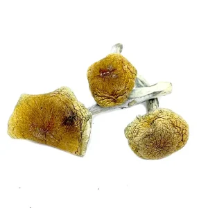 Vietnamese Magic Mushroom Vietnamese Magic Mushroom
